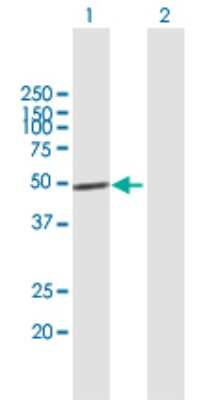 Western Blot: IRF1 Antibody [H00003659-B01P] - Analysis of IRF1 expression in transfected 293T cell line by IRF1 polyclonal antibody.  Lane 1: IRF1 transfected lysate(35.75 KDa). Lane 2: Non-transfected lysate.