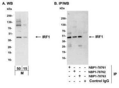 Western Blot: IRF1 Antibody [NBP1-78761] - Whole cell lysate from NIH3T3 cells (M; 15 and 50 mcg for WB; 1 mg for IP, 20% of IP loaded).  Antibodies: Affinity purified rabbit anti-IRF1 antibody  used for WB at 0.2 mcg/ml (A) and 1 mcg/ml (B) and used for IP at 6 mcg/mg lysate.  IRF1 was also immunoprecipitated by rabbit anti-IRF1 antibodies NBP1-78762 and NBP1-78763 which recognize downstream epitopes.