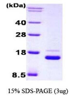 SDS-PAGE Recombinant Human IRF1 His Protein