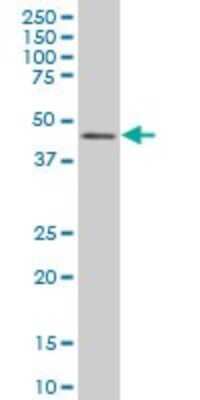 Western Blot: IRF2 Antibody (3D6) [H00003660-M01] - IRF2 monoclonal antibody (M01), clone 3D6 Analysis of IRF2 expression in Hela S3 NE.