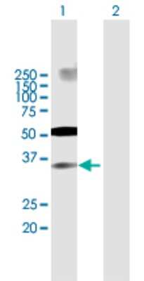 Western Blot: IRF2 Antibody [H00003660-B01P] - Analysis of IRF2 expression in transfected 293T cell line by IRF2 polyclonal antibody.  Lane 1: IRF2 transfected lysate(38.39 KDa). Lane 2: Non-transfected lysate.