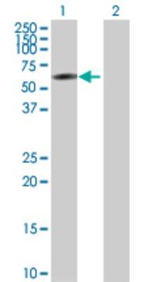 Western Blot: IRF2 Antibody [H00003660-D01P] - Analysis of IRF2 expression in transfected 293T cell line by IRF2 polyclonal antibody.Lane 1: IRF2 transfected lysate(39.40 KDa).Lane 2: Non-transfected lysate.