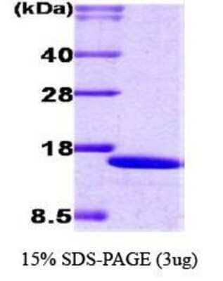 SDS-Page: IRF2 Protein [NBC1-18476] - IRF2, 15 kDa ( 133 aa), confirmed by MALDI-TOF with a purity of 95% by SDS - PAGE