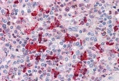 Immunohistochemistry-Paraffin: IRF2BP1 Antibody [NBP1-72005] - Analysis of anti-IRF2BP1 antibody with human spleen at concentration 5 ug/ml.