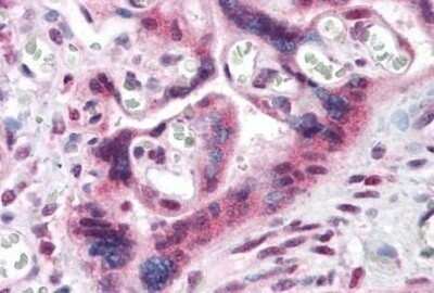 Immunohistochemistry-Paraffin: IRF2BP1 Antibody [NBP1-72005] - Analysis of anti-IRF2BP1 antibody with human placenta at concentration 5 ug/ml.