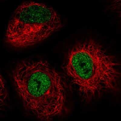 Immunocytochemistry/Immunofluorescence: IRF2BP2 Antibody [NBP2-56551] - Staining of human cell line A549 shows localization to nucleoplasm.