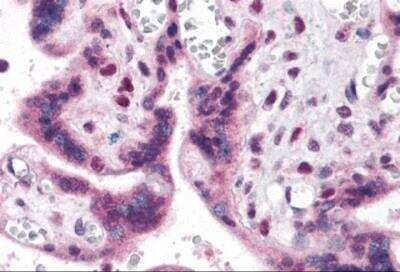 Immunohistochemistry: IRF2BP2 Antibody [NBP2-81995] - Analysis of IRF2BP2 in human placenta with IRF2BP2 antibody at 5 ug/ml.