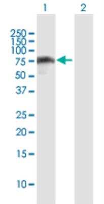 Western Blot: IRF2BP2 Antibody [H00359948-B01P-50ug] - Western Blot analysis of IRF2BP2 expression in transfected 293T cell line by IRF2BP2 MaxPab polyclonal antibody.Lane 1: IRF2BP2 transfected lysate(64.57 kDa).Lane 2: Non-transfected lysate.