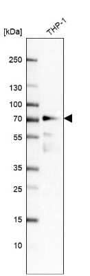 Western Blot: IRF2BP2 Antibody [NBP1-93674] - Analysis in human cell line THP-1.