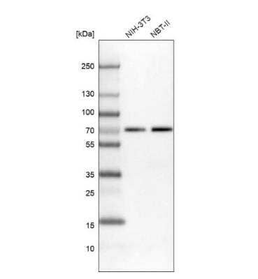 Western Blot: IRF2BP2 Antibody [NBP1-93674] - Analysis in mouse cell line NIH-3T3 and rat cell ine NBT-II.