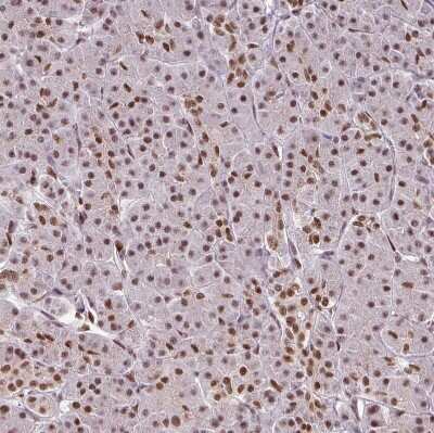 Immunohistochemistry-Paraffin: IRF2BPL Antibody [NBP2-14712] - Staining of human pancreas shows moderate nuclear positivity in exocrine glandular cells.