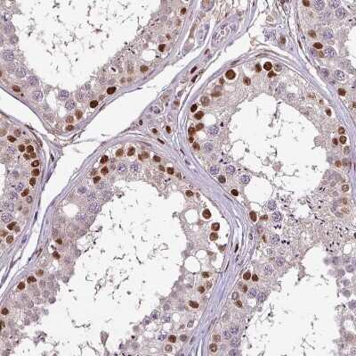 Immunohistochemistry-Paraffin: IRF2BPL Antibody [NBP2-14712] - Staining of human testis shows moderate positivity in cells in seminiferous ducts.