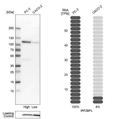 Western Blot: IRF2BPL Antibody [NBP2-14712] - Analysis in human cell lines PC-3 and Caco-2 using anti-IRF2BPL antibody. Corresponding IRF2BPL RNA-seq data are presented for the same cell lines. Loading control: anti-COX4I1.