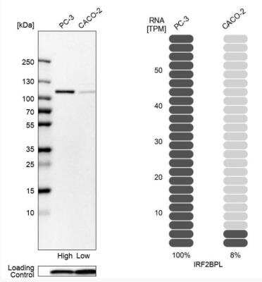 Western Blot: IRF2BPL Antibody [NBP2-56241] - Analysis in human cell lines PC-3 and Caco-2 using Anti-IRF2BPL antibody. Corresponding IRF2BPL RNA-seq data are presented for the same cell lines. Loading control: Anti-COX4I1.