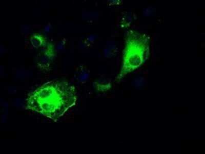 Immunocytochemistry/Immunofluorescence: IRF3 Antibody (OTI2G3) - Azide and BSA Free [NBP2-71042] - Staining of COS7 cells transiently transfected by pCMV6-ENTRY IRF3.