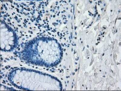 Immunohistochemistry: IRF3 Antibody (OTI2G3) - Azide and BSA Free [NBP2-71042] - Staining of paraffin-embedded colon tissue using anti-IRF3 mouse monoclonal antibody.