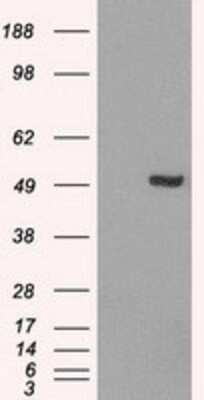 Western Blot: IRF3 Antibody (OTI2G3) - Azide and BSA Free [NBP2-71042] - HEK293T cells were transfected with the pCMV6-ENTRY control (Left lane) or pCMV6-ENTRY IRF3 (Right lane) cDNA for 48 hrs and lysed. Equivalent amounts of cell lysates (5 ug per lane) were separated by SDS-PAGE and immunoblotted with anti-IRF3.