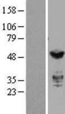 Western Blot IRF3 Overexpression Lysate