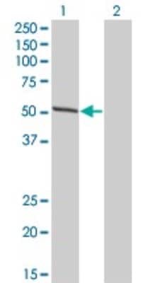 Western Blot: IRF4 Antibody (3C4) [H00003662-M10] - Analysis of IRF4 expression in transfected 293T cell line by IRF4 monoclonal antibody (M10), clone 3C4. Lane 1: IRF4 transfected lysatE (51.8 KDa). Lane 2: Non-transfected lysate.
