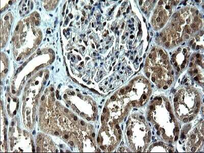 Immunohistochemistry: IRF5 Antibody (OTI1G7) - Azide and BSA Free [NBP2-71043] - Analysis of Human Kidney tissue. (Heat-induced epitope retrieval by 1 mM EDTA in 10mM Tris, pH8.5, 120C for 3min)