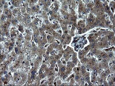 Immunohistochemistry: IRF5 Antibody (OTI1G7) - Azide and BSA Free [NBP2-71043] - Analysis of Human liver tissue. (Heat-induced epitope retrieval by 1 mM EDTA in 10mM Tris, pH8.5, 120C for 3min)