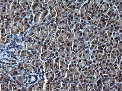 Immunohistochemistry: IRF5 Antibody (OTI1G7) - Azide and BSA Free [NBP2-71043] - Analysis of Human pancreas tissue. (Heat-induced epitope retrieval by 1 mM EDTA in 10mM Tris, pH8.5, 120C for 3min)