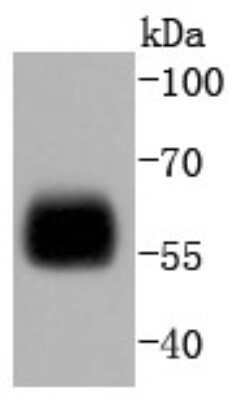 Western Blot: IRF5 Antibody (SD203-07) [NBP2-67742] - Analysis of IRF5 on THP-1 cells lysates using anti-IRF5 antibody at 1/1,000 dilution.