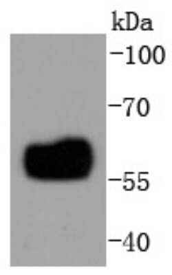 Western Blot: IRF5 Antibody (SN201-05) [NBP2-67730] - Analysis of IRF5 on THP-1 cells lysates using anti-IRF5 antibody at 1/1,000 dilution.