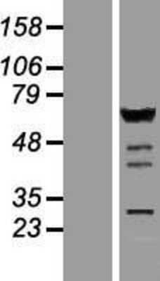 Western Blot: IRF5 Overexpression Lysate (Adult Normal) [NBP2-08320] Left-Empty vector transfected control cell lysate (HEK293 cell lysate); Right -Over-expression Lysate for IRF5.