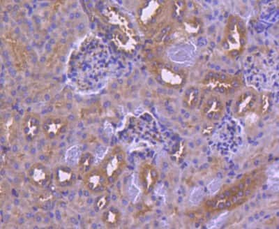 Immunohistochemistry-Paraffin: IRF6 Antibody (SD202-6) [NBP2-67765] - Analysis of paraffin-embedded mouse kidney tissue using anti-IRF6 antibody. Counter stained with hematoxylin.