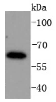 Western Blot: IRF6 Antibody (SD202-6) [NBP2-67765] - Analysis of IRF6 on K562 cells lysates using anti-IRF6 antibody at 1/1,000 dilution.