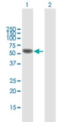 Western Blot: IRF6 Antibody [H00003664-B01P] - Analysis of IRF6 expression in transfected 293T cell line by IRF6 polyclonal antibody.  Lane 1: IRF6 transfected lysate(51.48 KDa). Lane 2: Non-transfected lysate.