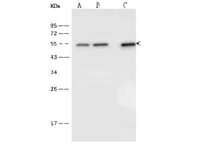 Western Blot: IRF8 Antibody [NBP2-99595] - Anti-IRF8 rabbit polyclonal antibody at 1:500 dilution. Lane A: K562 Whole Cell Lysate. Lane B: Jurkat Whole Cell Lysate. Lane C: THP-1 Whole Cell Lysate. Lysates/proteins at 30 ug per lane. Secondary Goat Anti-Rabbit IgG (H+L)/HRP at 1/10000 dilution. Developed using the ECL technique. Performed under reducing conditions. Predicted band size: 48 kDa