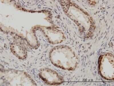 Immunohistochemistry-Paraffin: IRF9 Antibody (1C10) [H00010379-M01] - Analysis of monoclonal antibody to ISGF3G on formalin-fixed paraffin-embedded human prostate. Antibody concentration 3 ug/ml.