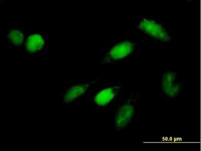 Immunocytochemistry/Immunofluorescence: IRF9 Antibody [H00010379-B01P] - Analysis of purified antibody to ISGF3G on HeLa cell. (antibody concentration 10 ug/ml)