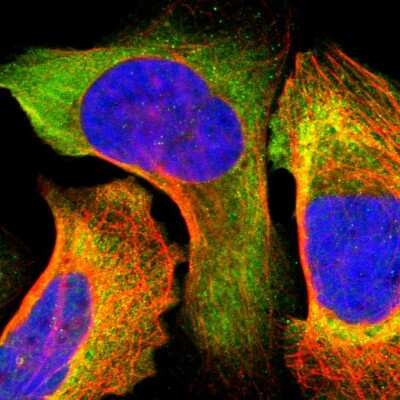 Immunocytochemistry/Immunofluorescence: IRF9 Antibody [NBP1-81577] - Staining of human cell line U-2 OS shows localization to cytosol. Antibody staining is shown in green.