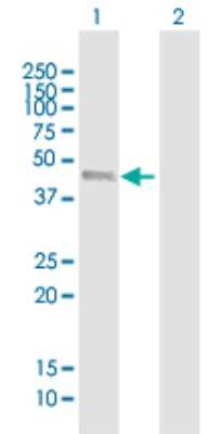 Western Blot: IRF9 Antibody [H00010379-B01P] - Analysis of IRF9 expression in transfected 293T cell line by IRF9 polyclonal antibody.  Lane 1: ISGF3G transfected lysate(43.23 KDa). Lane 2: Non-transfected lysate.