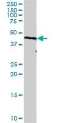 Western Blot: IRF9 Antibody [H00010379-D01P] - Analysis of IRF9 expression in human pancreas.