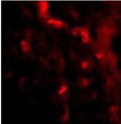 Immunocytochemistry/ Immunofluorescence IRGM Antibody - BSA Free