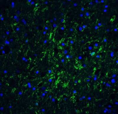 Immunohistochemistry IRGM Antibody - BSA Free