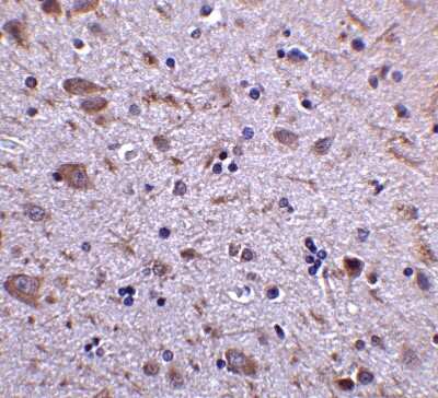 Immunohistochemistry-Paraffin IRGM Antibody - BSA Free