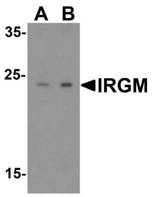 Western Blot: IRGM Antibody [NBP1-76890] - Analysis in human brain lysate with antibody at (A) 1 and (B) 2 ug/mL.