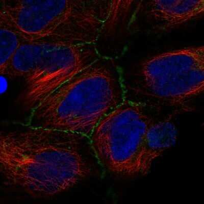 Immunocytochemistry/Immunofluorescence: IRP2 Antibody [NBP2-55039] - Staining of human cell line HEK 293 shows localization to cell junctions.