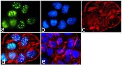 Immunofluorescence: IRS1 Antibody [NBP2-22459] - Analysis of IRS1 was done on 70% confluent log phase T-47D cells. 