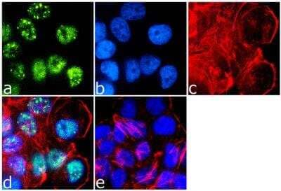 Immunofluorescence: IRS1 Antibody [NBP2-22461] - Analysis of IRS1 was done on 70% confluent log phase T-47D cells.