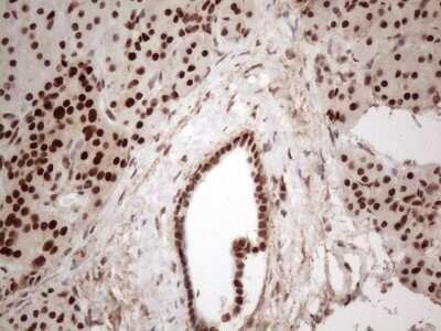 Immunohistochemistry: IRS1 Antibody (OTI3G10) - Azide and BSA Free [NBP2-71049] - Analysis of Human pancreas tissue. (Heat-induced epitope retrieval by 1mM EDTA in 10mM Tris buffer (pH8.5) at 120C for 3 min)