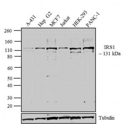 Western Blot: IRS1 Antibody [NBP2-22459] - Analysis was performed on whole cell extracts (30 ug lysate) of A-431 (Lane 1), Hep G2 (Lane 2), MCF7 (Lane 3), Jurkat (lane 4), HEK-293 (lane 5) and Panc-1 (lane 6). The blots were probed with Anti-IRS1 Rabbit Polyclonal Antibody.