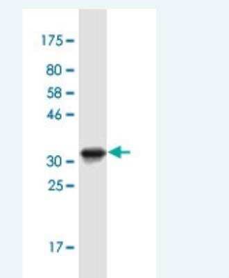Western Blot: IRX1 Antibody (1A11) [H00079192-M04-100ug] - Detection against Immunogen (31.9 KDa) .