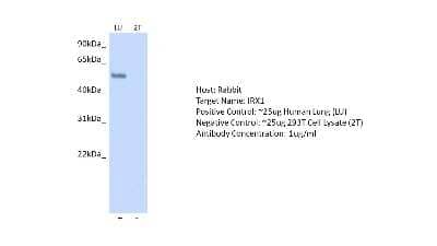 Western Blot IRX1 Antibody - BSA Free