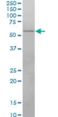 Western Blot: IRX3 Antibody (3E7) [H00079191-M10] - Analysis of IRX3 expression in Jurkat (Cat # L017V1).